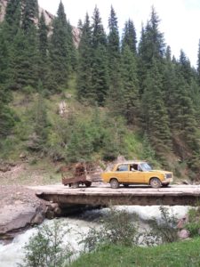 везут корову в прицепе